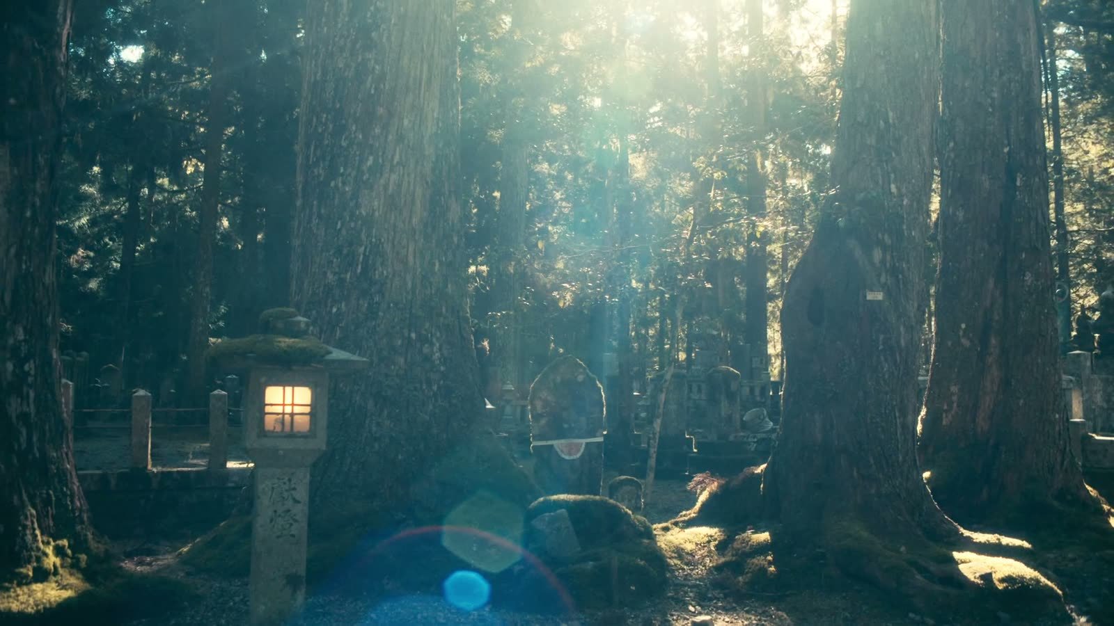 Light falling through tall trees onto a forest path