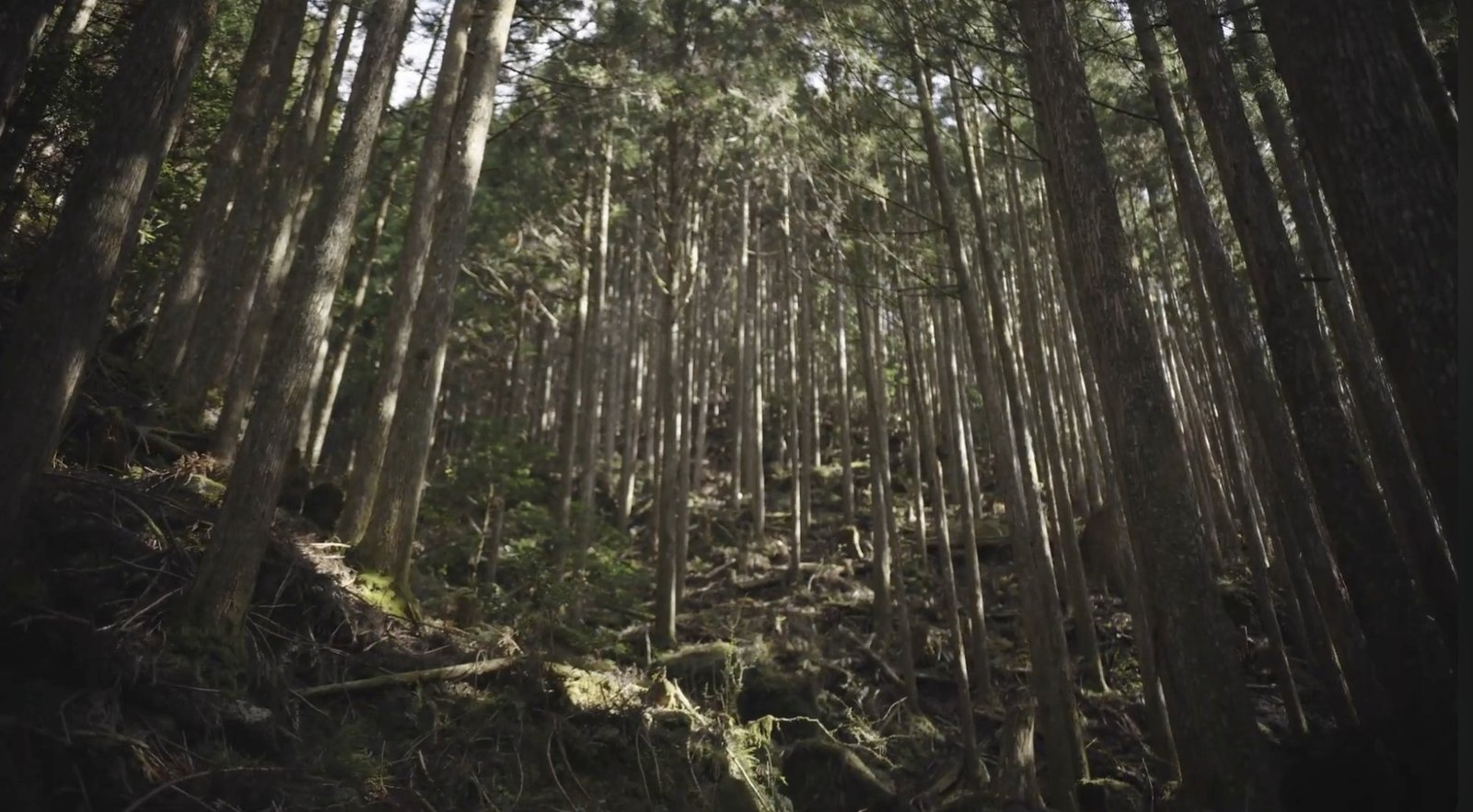 Light entering a steep forest of tall cedars.