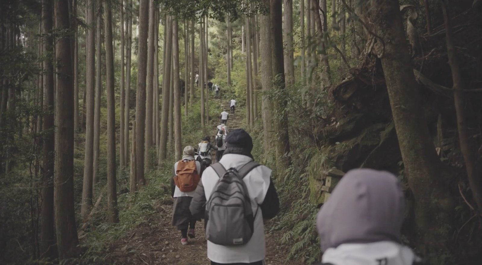 A line of pilgrims climbs stone steps among tall cedars.