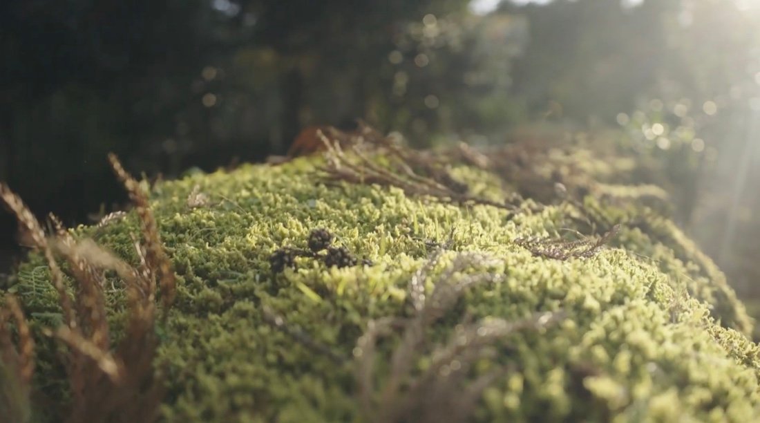 Sunlight falling across the small leaves of moss.