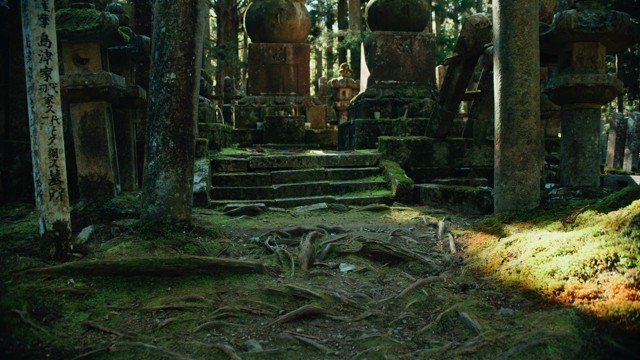 Roots crossing moss and worn stone