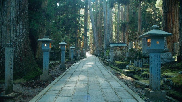 A deep cedar path paced by old stone lanterns
