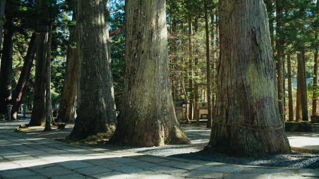 Ancient cedar trunks rising from a stone precinct