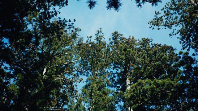 An irregular opening of blue sky among cedar branches