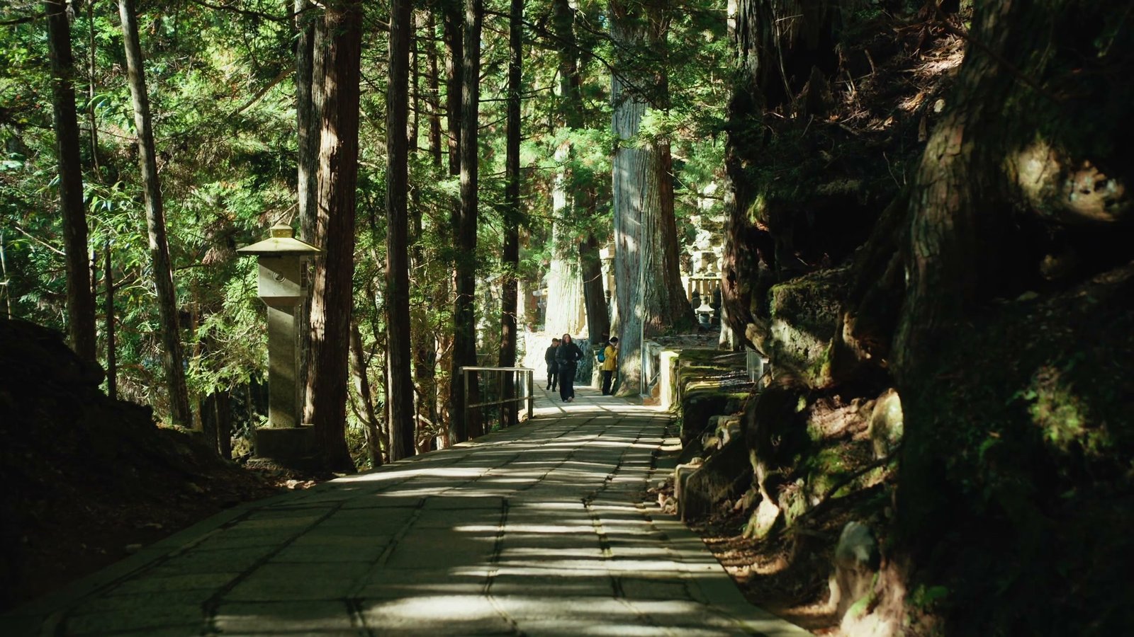 Several people walking along a path between large trees