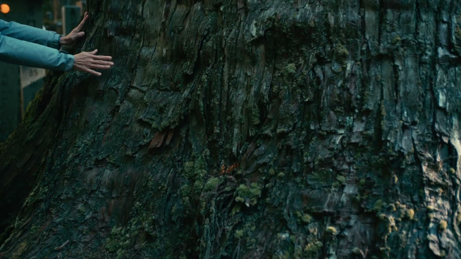 Two hands resting against the broad trunk of a cedar.