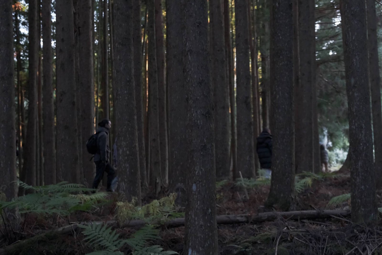A small group walking among tall cedars and ferns.