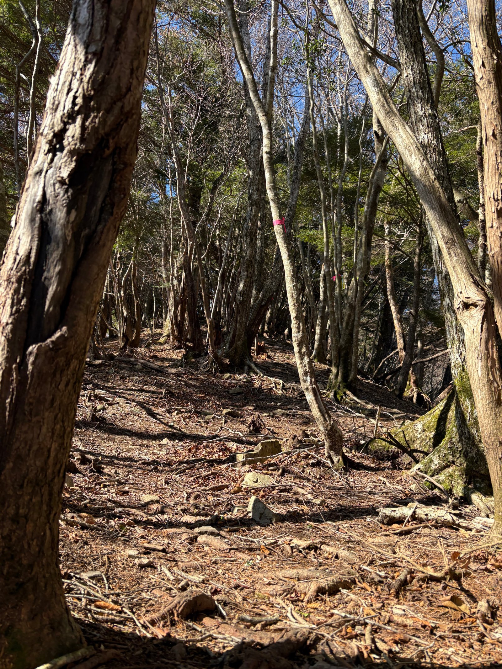 A mountain path threading between exposed roots and stones.